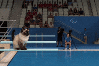 Juegosolimpicos Siames GIF