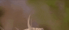 Country Music GIF by George Strait