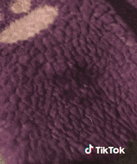 Chat Chou GIF by TikTok France