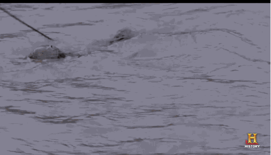 name reaction gif GIF by Swamp People
