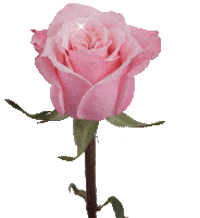 Andy Warhol Rose Sticker by Barbarella