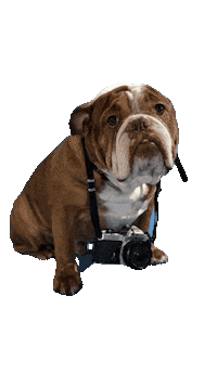JesseHladyStudios cute dog camera photographer Sticker
