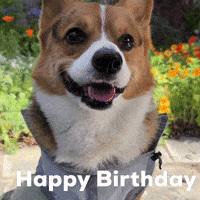 Happy Birthday Dog GIF