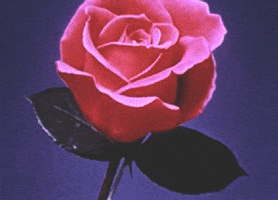 Video gif. Vintage pink rose slowly blooms.