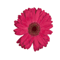 Flower Sticker by LAZY MOM