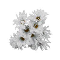 Flower Wtf Sticker by LAZY MOM