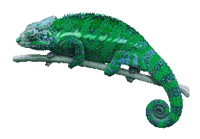 digilarimedia chameleon digilari digilari media Sticker