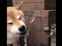 shiba inu dog GIF by Rover.com