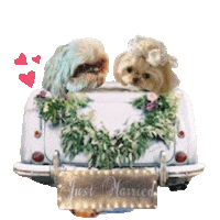 Just Married Max Dog Sticker