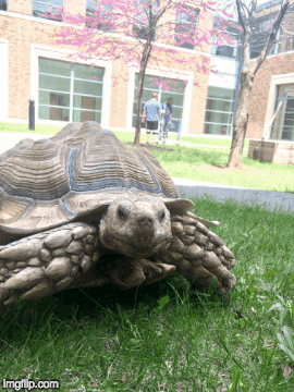 Turtle Tortoise GIF by Wartburg College