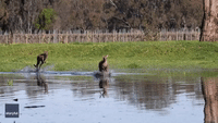 Kangaroos Splash Their Way Across Flooded Paddock in Victoria