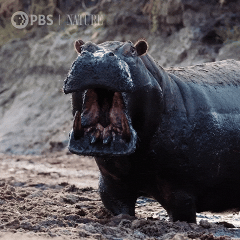 Warning Stay Away GIF by Nature on PBS