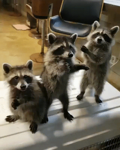 GIF by Giphy QA