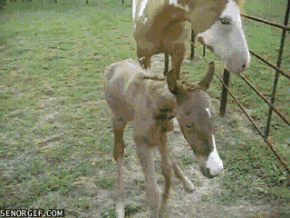 horses fail GIF by Cheezburger