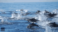 Pod of Dolphins Spotted Off Dana Point, California