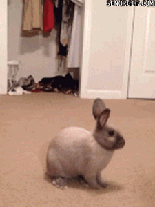 rabbits crushes GIF by Cheezburger