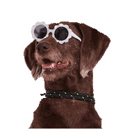 Happy Dogs Sticker by Niedersachsen-Ticket