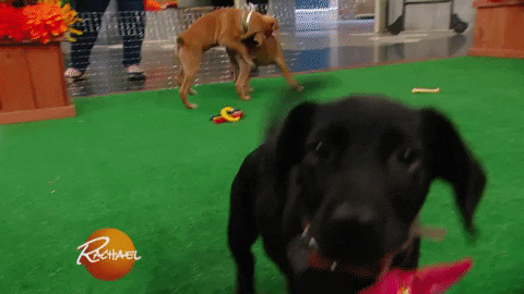 happy dog GIF by Rachael Ray Show