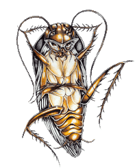 Cockroach Roach Sticker by Miya Folick