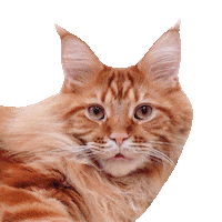 Cat Yawn Sticker