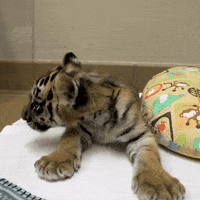 San Diego Love GIF by San Diego Zoo Wildlife Alliance