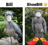 Shoebill Stork Instagram GIF