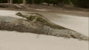 Angry Monster GIF by Warner Bros. Deutschland