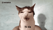 Cat GIF