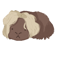 Guinea Pig Hair Flip Sticker by petall