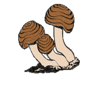 Fungi Commons Sticker by Commons. adaptógenos