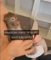 Maymun GIF