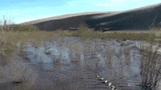 colorado GIF