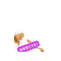 Cavalierkingcharlesspaniel Sticker