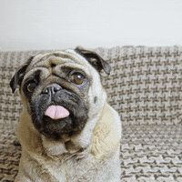 Dog Food Dinner GIF by Diamond Pet Foods