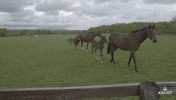 Baby Omg GIF by Ascot Racecourse