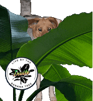 Bananas Invite Sticker by Dame Talent