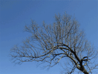 tree growth GIF by Trevor Anderson