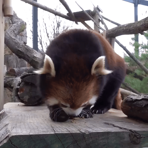 Red Pandas Enjoy Snack Time
