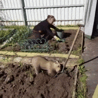 gardening GIF