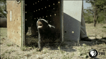 Pbs Nature GIF by Nature on PBS
