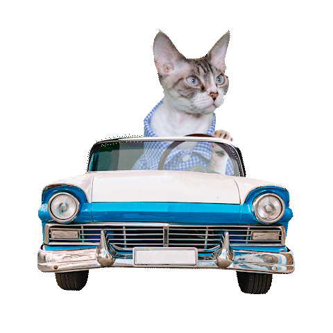 Devon Rex Cat Sticker