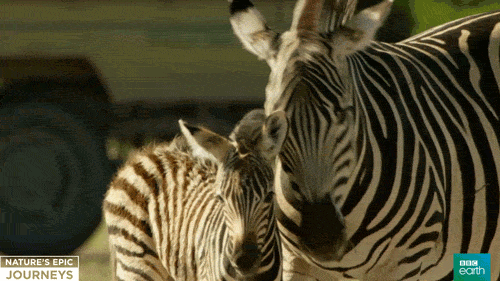 Africa Wildlife GIF by BBC Earth