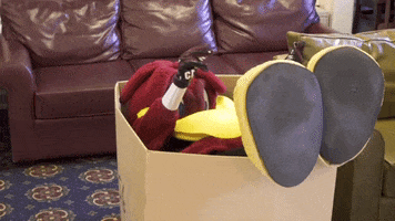 Mascot Sc GIF by University of South Carolina