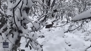 'Confused' Kangaroo Bumbles Through Snow in Victoria, Australia