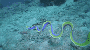 Marine Life Swimming GIF by Oceana
