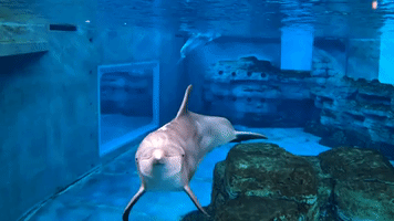 Clearwater Aquarium Dolphin 'Predicts' Kansas City as Super Bowl Winner