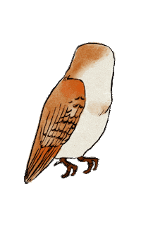 Barn Owl Art Sticker