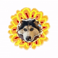 Husky GIF