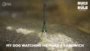 Bugs Damselfly GIF by PBS