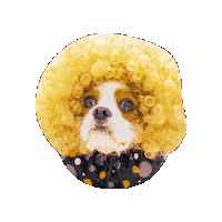 Cavalierkingcharlesspaniel Sticker